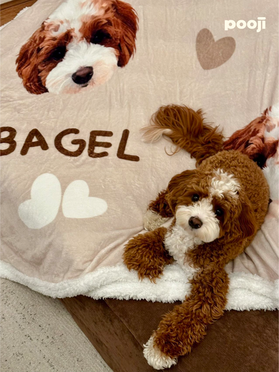 Pooji - Custom Pet Printed Blanket