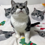Pooji - Custom Pet Printed Blanket