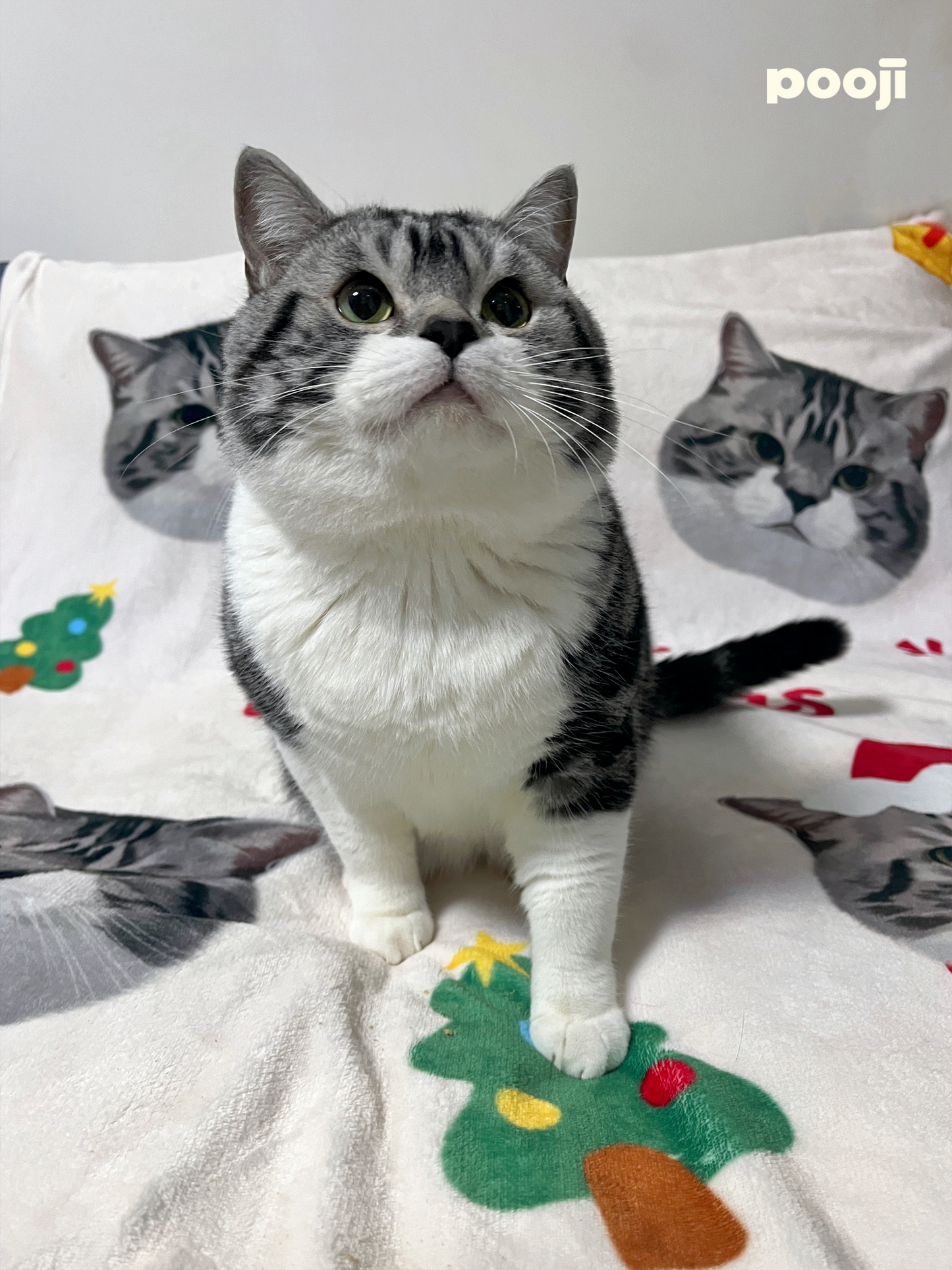 Pooji - Custom Pet Printed Blanket