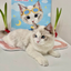 Pooji - Custom Pet Framed Giclee Art - Square