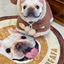 Pooji - Custom Pet Portrait Rug - Round