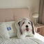Pooji - Custom Pet Portrait Pillow