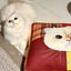 Pooji - Custom Pet Cushion Home Decor