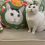 Pooji - Custom Pet Portrait Pillow