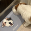 Pooji - Custom Pet Placemat Table Mat