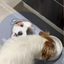 Pooji - Custom Pet Placemat Table Mat
