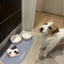Pooji - Custom Pet Placemat Table Mat