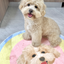 Pooji - Custom Pet Portrait Rug - Round
