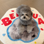 Pooji - Custom Pet Portrait Rug - Silhouette