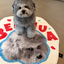 Pooji - Custom Pet Portrait Rug - Silhouette