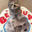 Pooji - Custom Pet Portrait Rug - Silhouette