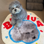 Pooji - Custom Pet Portrait Rug - Silhouette