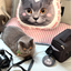 Pooji - Custom Pet Portrait Luggage Tag