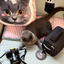 Pooji - Custom Pet Portrait Luggage Tag