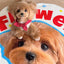 Pooji - Custom Pet Portrait Rug - Silhouette