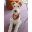 Pooji - Custom Pet Bandana Bib
