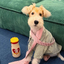 Pooji - 600ml Pet Customize Chubby Insulated Stainless Steel Handle Water Bottle