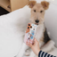 Pooji - Custom Pet Phone Case imd Case