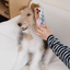 Pooji - Custom Pet Phone Case imd Case