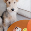 Pooji - Custom Pet Phone Case imd Case