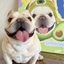 Pooji - Custom Pet Framed Giclee Art - Square