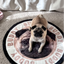 Pooji - Custom Pet Portrait Rug - Round