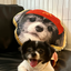 Pooji - Custom Pet Portrait Pillow