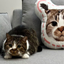 Pooji - Custom Pet Portrait Pillow