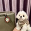 Pooji - Custom Pet Portrait Luggage Tag