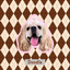 Pooji - Custom Pet Printed Blanket