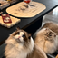 Pooji - Custom Pet Placemat Table Mat