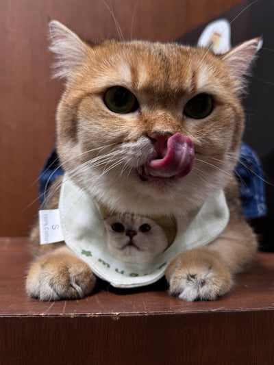 100% Cotton Customized Pet Bandana Bibs