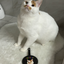 Pooji - Custom Pet Portrait Luggage Tag
