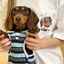 Pooji - Short Sleeve 100% Cotton Pet T-shirt