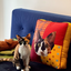 Pooji - Custom Pet Cushion Home Decor
