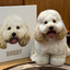 Pooji - Custom Pet Framed Giclee Art - Square
