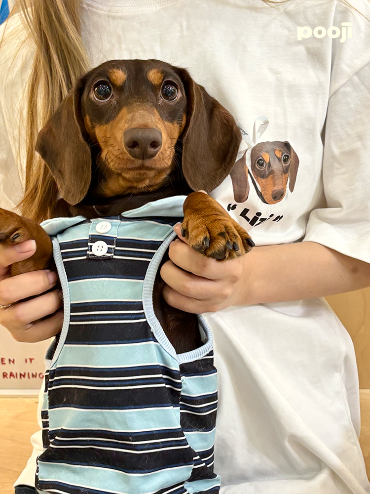 Pooji - Short Sleeve 100% Cotton Pet T-shirt