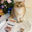 Pooji - Short Sleeve 100% Cotton Pet T-shirt