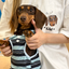 Pooji - Short Sleeve 100% Cotton Pet T-shirt