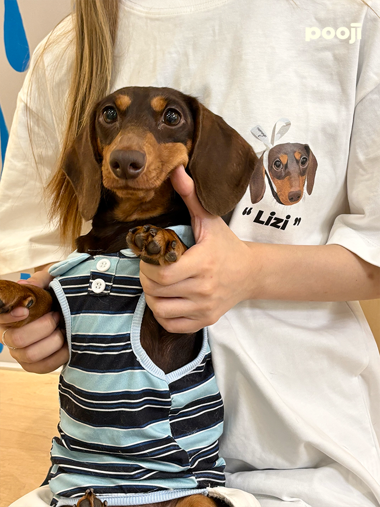 Pooji - Short Sleeve 100% Cotton Pet T-shirt