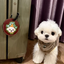 Pooji - Custom Pet Portrait Luggage Tag