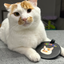 Pooji - Custom Pet Portrait Luggage Tag