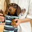 Pooji - Short Sleeve 100% Cotton Pet T-shirt