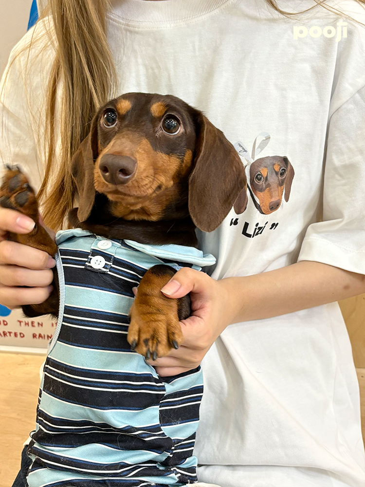 Pooji - Short Sleeve 100% Cotton Pet T-shirt