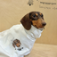 Pooji - Short Sleeve 100% Cotton Pet T-shirt
