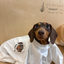 Pooji - Short Sleeve 100% Cotton Pet T-shirt