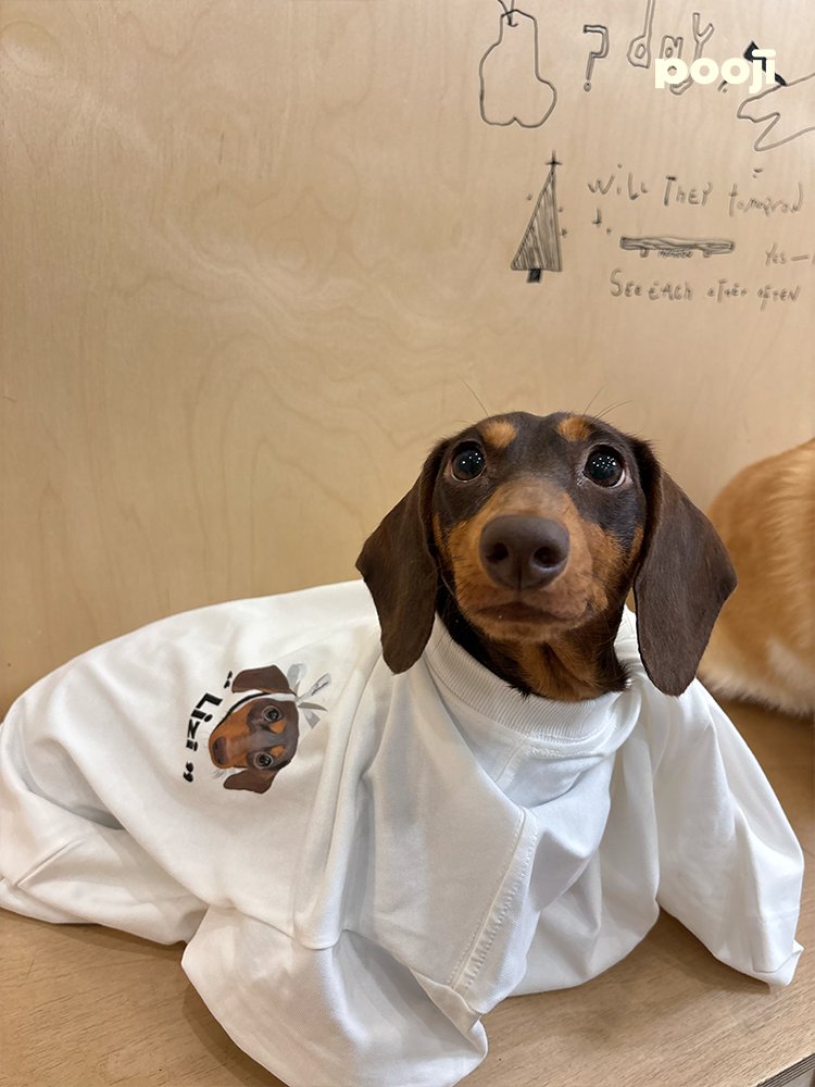Pooji - Short Sleeve 100% Cotton Pet T-shirt