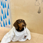 Pooji - Short Sleeve 100% Cotton Pet T-shirt