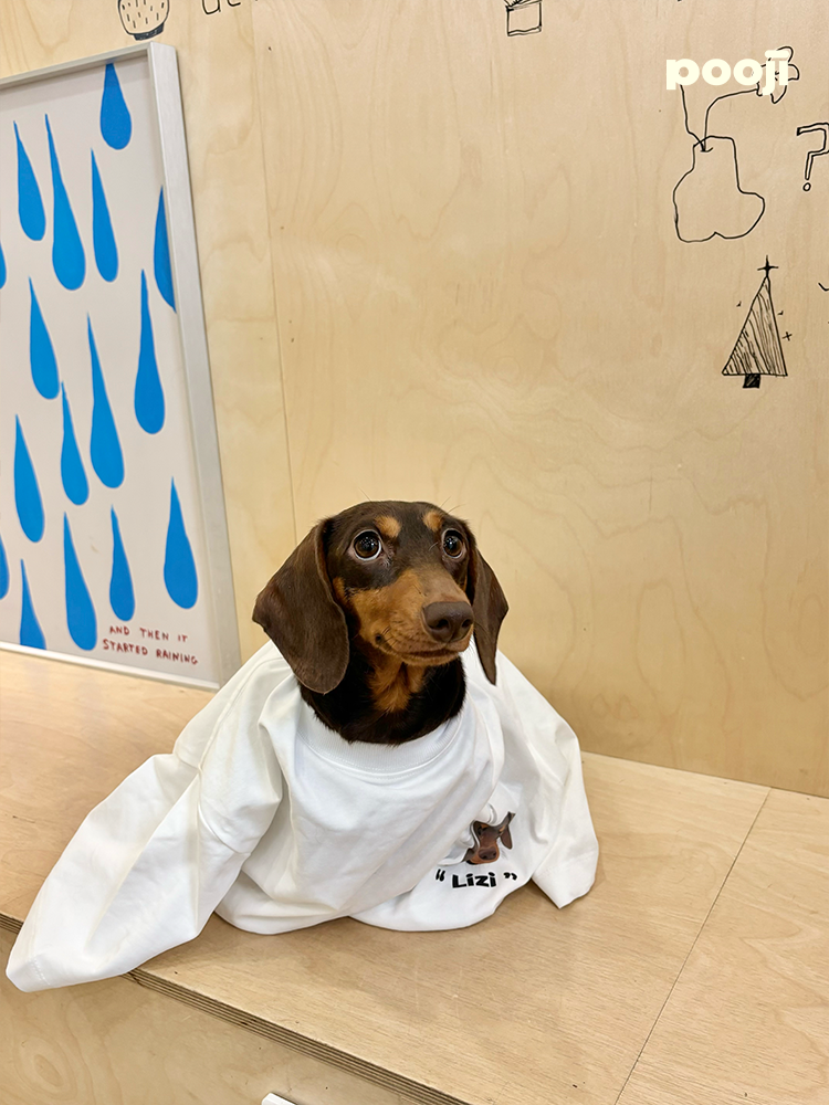 Pooji - Short Sleeve 100% Cotton Pet T-shirt
