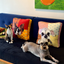 Pooji - Custom Pet Cushion Home Decor